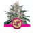 Honey Cream (înflorire rapidă) - semințe feminizate 10pcs Royal Queen Seeds