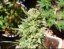 G14 Auto - automatycznie kwitnące nasiona marihuany 10 szt Fast Buds