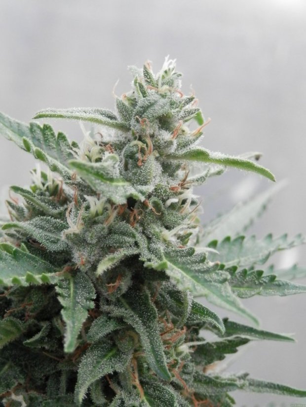 Deimos  - feminizované a samonakvétací semínka 10 ks Buddha Seeds