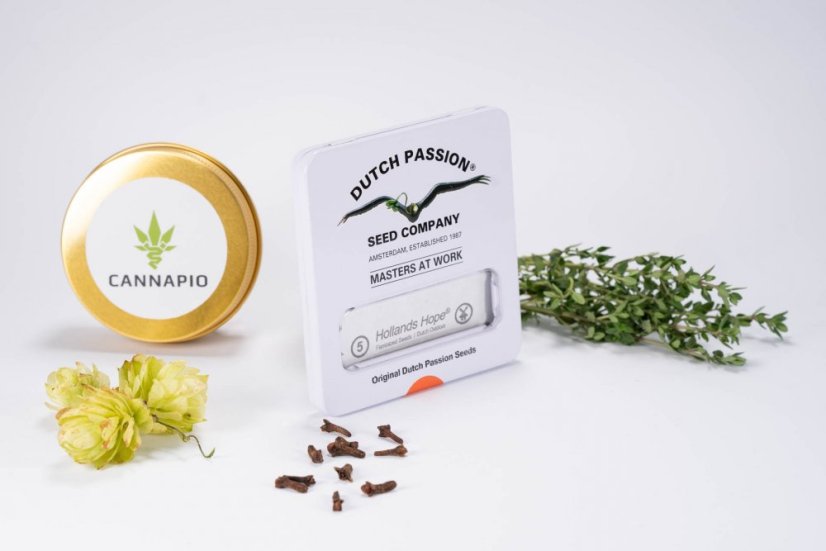 Hollands Hope - feminizirano sjeme 5 kom Dutch Passion