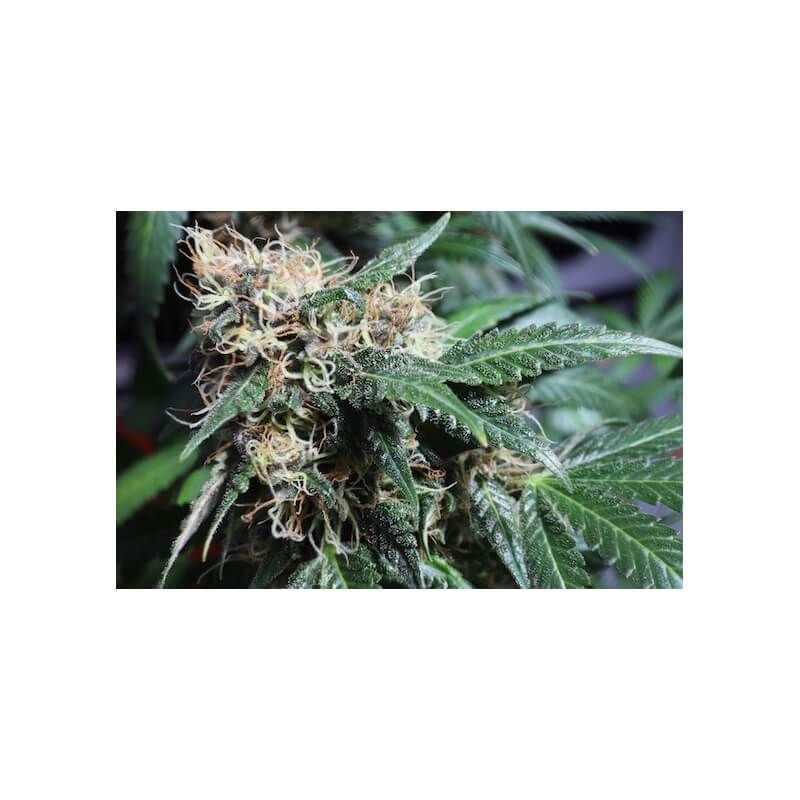 Pineapple Poison - feminizovaná semena 8 ks, Super Sativa Seed Club