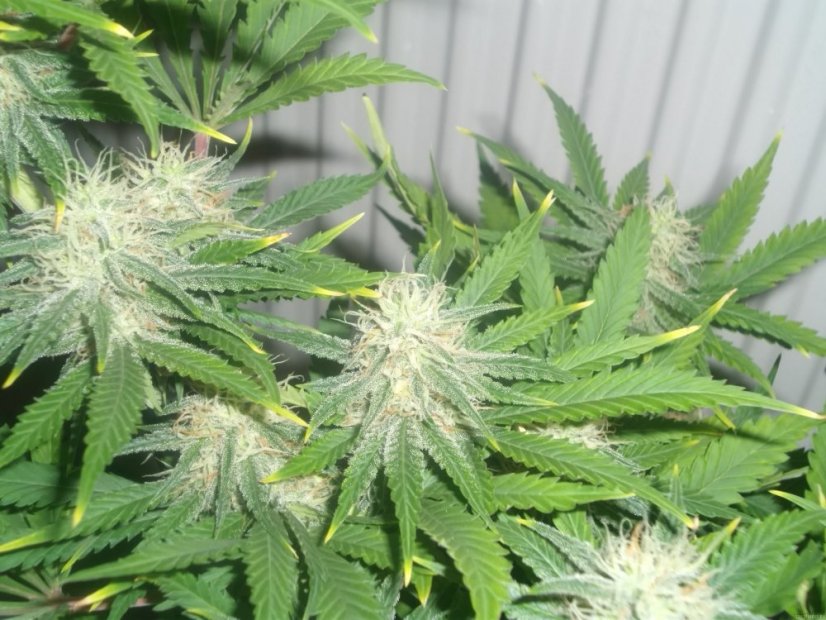 Early Skunk 10 ks štandardizované feminizované semená Sensi Seeds