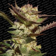 Durga Mata - feminizirano sjeme 10 kom Paradise Seeds