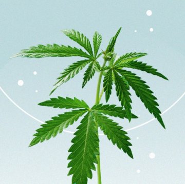Vedlejší účinky CBD oleje. Existují? A jaké jsou?