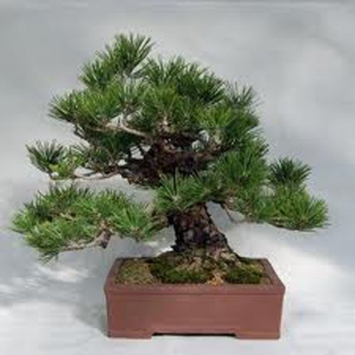 Thunberg-Kiefer (Pflanze: Pinus thungergii) - Samen 4-tlg