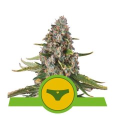 Sherbet Queen Automatic - fem. und selbstblühende Samen 5 Stück Royal Queen Seeds