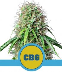 Royal CBG Automatic - self-flowering seeds 10 pcs Royal Queen Seeds