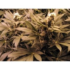 G13 x Widow 18 ks štandardizovaná semienka Mr. Nice