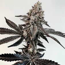 Exotic Genetix Slaphappy feminisierte Samen