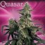 Quasar - 5 nasion feminizowanych Budha Seeds