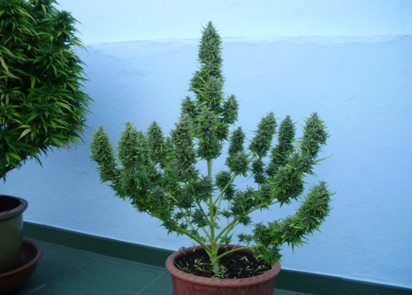 Big Devil XL Auto - feminizované a autoflowering semienka 3ks Sweet Seeds