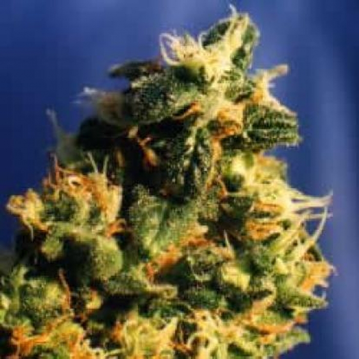 Green Spirit - feminisierte Samen 5ks Dutch Passion