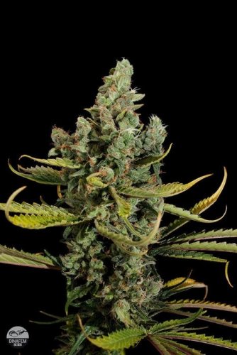 Cheese - 5 pieces of feminized Dinaf seeds