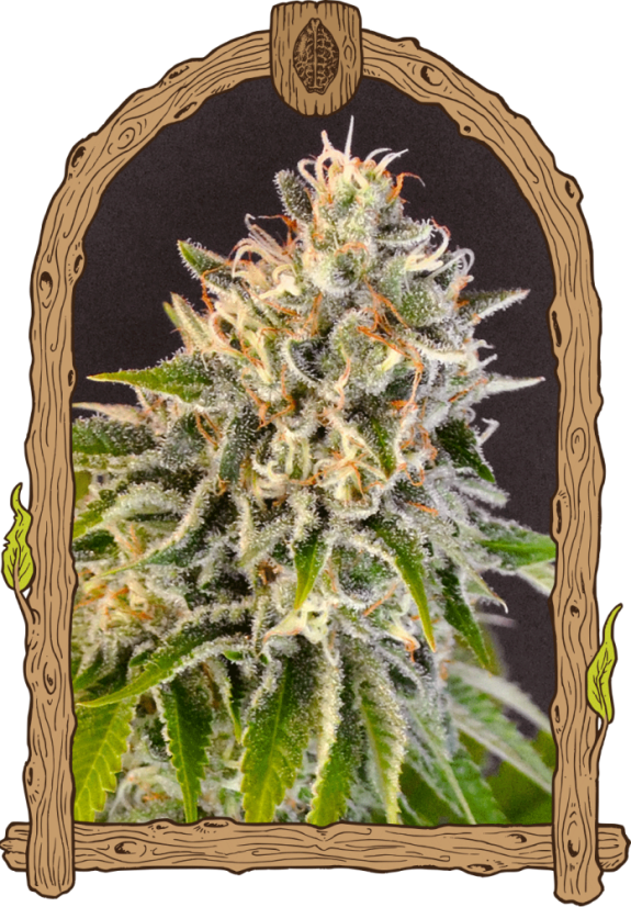 Exotic Biscotti - feminizované semená, 10 ks, Exotic Seeds