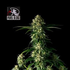 Fuel D.OG - feminized cannabis seeds 3 pcs, Seedsman