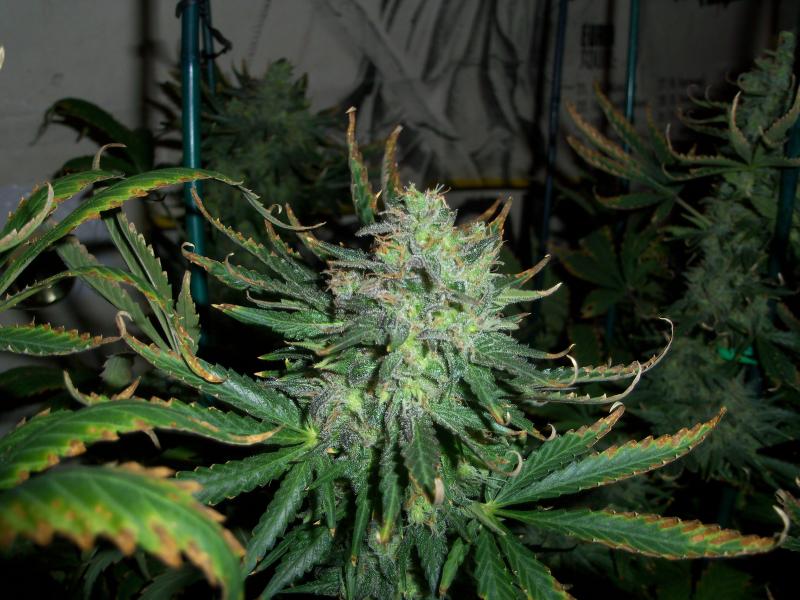 Magic Bud 3 ks, feminizované semená Paradise Seeds