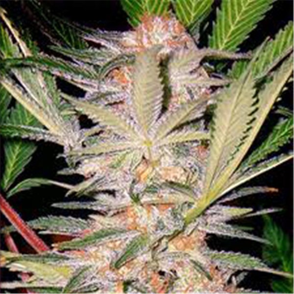 S.A.D. - feminizovaná semínka 3 ks Sweet Seeds