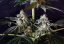 Northern Lights Automatic - feminizovaná a samonakvétací semínka 3ks Sensi Seeds