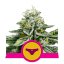 Sherbet Queen - 10 feminized seeds Royal Queen Seeds