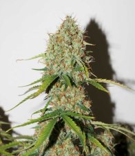 AutoBrooklyn Sunrise® - fem. And self-sacrificial seeds of 3 Dutch Passion