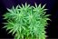 Peyote Forum - feminized cannabis seeds 5 pcs, Seedsman