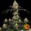 Watermelon Zkittlez - feminized seeds 10 pcs Barney's Farm
