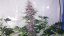 Dark Devil Auto - fem. a autoflowering semienka 10ks Sweet Seeds