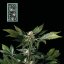 White Widow fast version - feminizovaná semena konopí 3ks, Seedsman