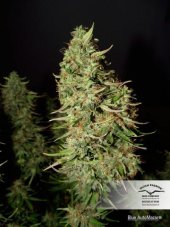 Blue AutoMazar® - autoflowering Seeds 3 pcs Dutch Passion