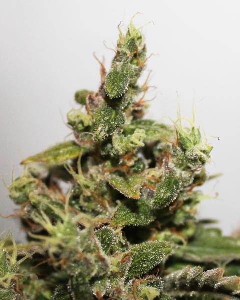 CBD Kush®- feminizované semena 10 ks Dutch Passion