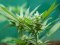 [AUTOFLOWERING SEEDS 2019] Top Autoflowering Cannabis Varieties