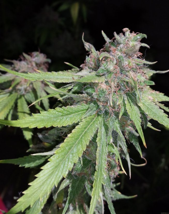 707 Headband - feminizovaná semienka 3ks Humboldt