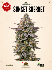 Fair Seeds Cali Weed Sunset Sherbet feminized seeds