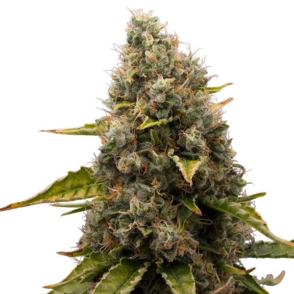 White Widow - feminizovaná semena Royal Queen Seeds 10 ks