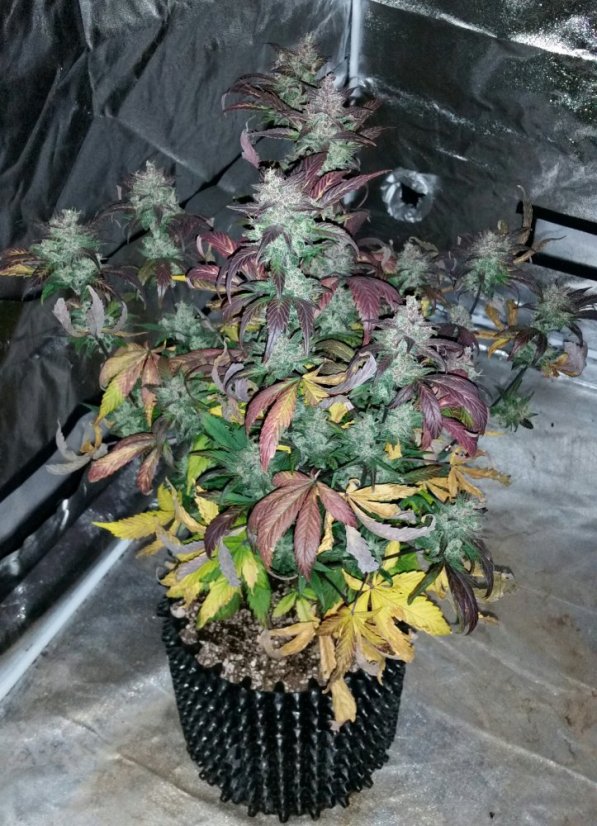 Red Poison Auto - semillas feminizadas y autoflorecientes 5pcs Sweet Seeds
