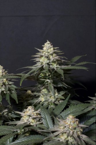 Purple Lemonade FF - feminized marijuana seeds 5 pcs Fast Buds