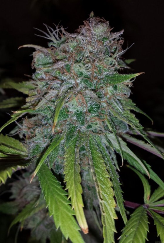 707 Headband - feminizovaná semienka 3ks Humboldt