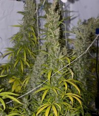 Mango Haze - Standardized Seeds 18 pcs Mr. Nice