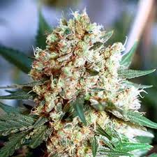 Northern Light  10 ks fem. a samonakvétacích semen Growshop