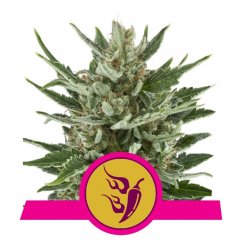 Speedy Chile Fast Version - feminized seeds 3 pcs Royal Queen Seeds