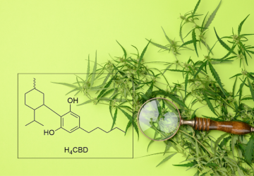 H4CBD: Čo to je a môže nahradiť CBD?