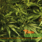 Evolution of the Cannabis Plant