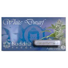 White Dwarf auto - feminizovaná semena, 3 ks, Buddha Seeds