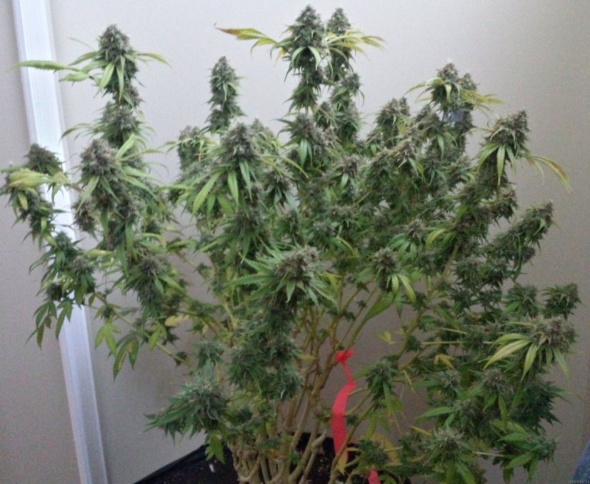 707 Headband - feminizovaná semienka 3ks Humboldt