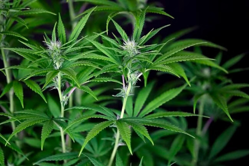 Peyote Zkittlez - feminized cannabis seeds 3 pcs, Seedsman