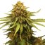 Critical - feminized seeds 3 pcs Royal Queen Seeds