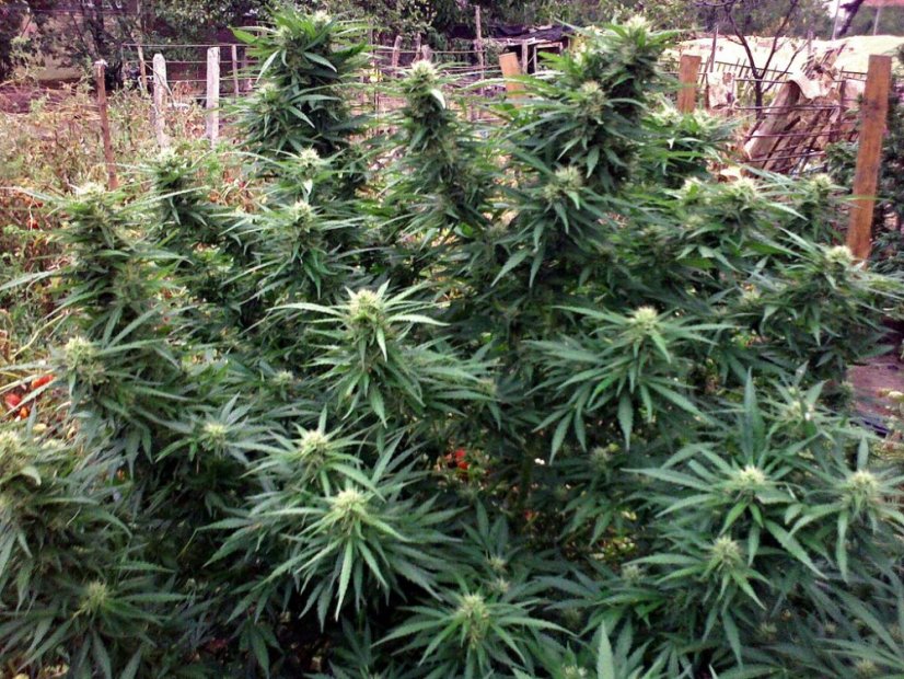 Big Devil XL Auto - feminizovaná a samonakvétací semínka 3ks Sweet Seeds