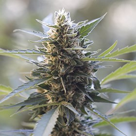 Northern Ligts X Skunk - feminized marijuana seeds, 5pcs G13 Labs