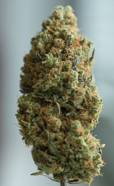 Blue Kush Auto - fem. a samonakvétací semínka 10 ks Dinafem