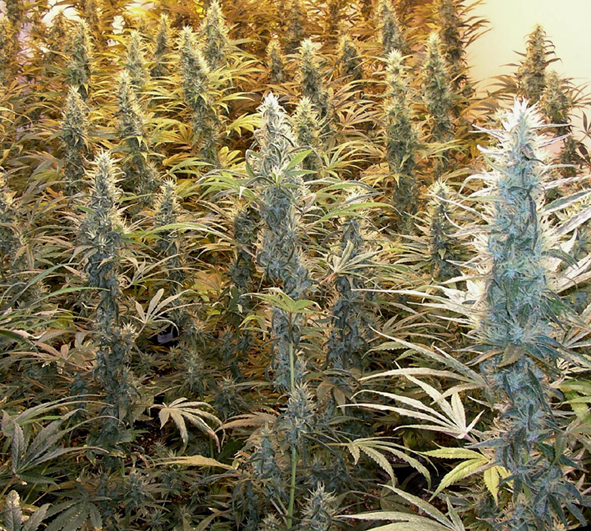 Sweet Skunk Auto – 10 ks autoflowering semien Sweet Seeds